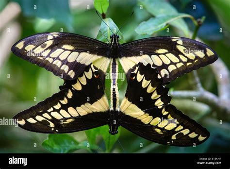 Paire d accouplement de papillons Machaons Papilio cresphontes géant