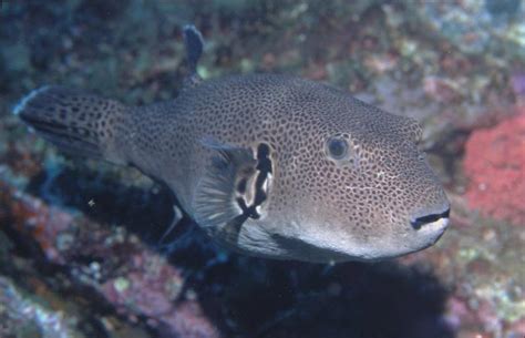 Starry Pufferfish Arothron Stellatus Bloch And Schneider 1801 The