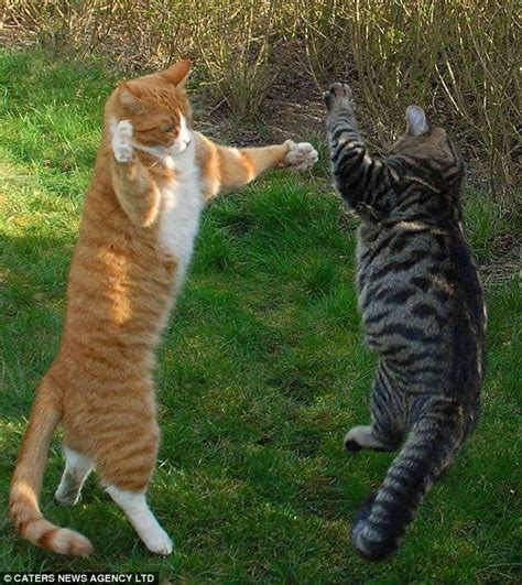 Nah, hari ini kita ingin share ke kamu. wkwkwk: Pertarungan Kucing Ala Ninja ...............