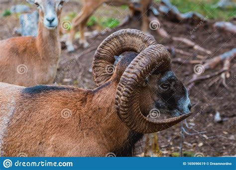 Mouflon Ovis Orientalis Very Close Up Photos Mammal Stock Image