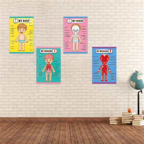 Buy Human Body Educational Learning Posters Body Parts Learning Wall