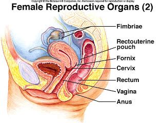Are you an arya, a clarissa, or a buffy? Reproductive Health: Internal Organs