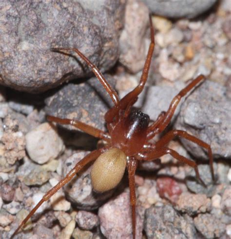 New Mexico Some Spiders At The Organ Pipes The Backyard Arthropod