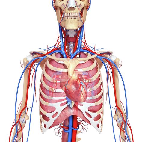 Human Chest Anatomy By Leonello Calvetti Science Photo Library Ubicaciondepersonas Cdmx Gob Mx