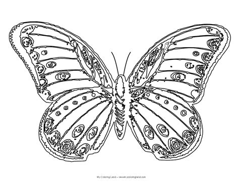 Exotic Butterfly Coloring Pages Coloring Pages