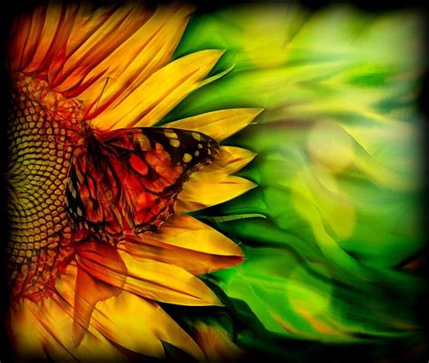 Sunflower And Butterfly Digital Art By Lilia D