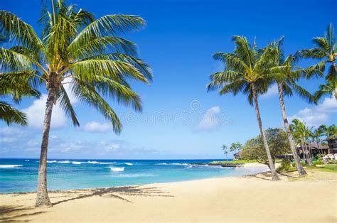 Palm Trees On The Sandy Beach In Hawaii Stock Photo Image Of Outdoors