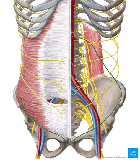 The inguinal canals are the two passages in the anterior abdominal wall of humans and animals which in males convey the spermatic cords and in females the round ligament of the uterus. Inguinal Canal - Anatomy, Contents & Hernias | Kenhub
