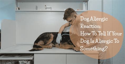 Dog Allergic Reaction How To Tell If Your Dog Is Allergic To