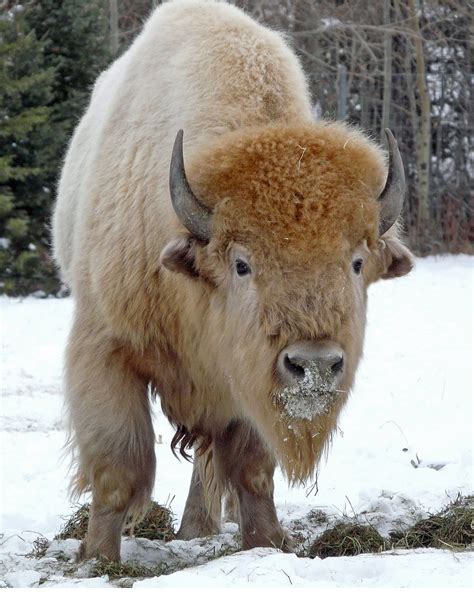 White Buffalo Bison Blizzard Was Born In June 2005 In Th Flickr