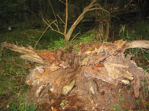 Kings Wood Fallen Tree 12