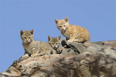 Australians Open To Using Genetic Technology To Manage Feral Cats I