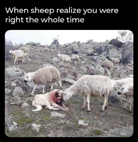 Wake Up Sheeple Meme By Coldirtybastard1 Memedroid