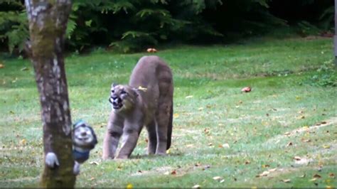 Cougar Filmed In 45 Minute Staring Contest With Vancouver Island Man