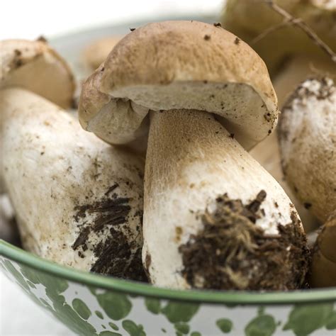 9 Edible Mushroom Varieties