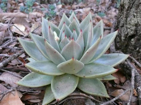 Echeveria Agavoides Is A Stemless Succulent Up To 5 Inches 125 Cm