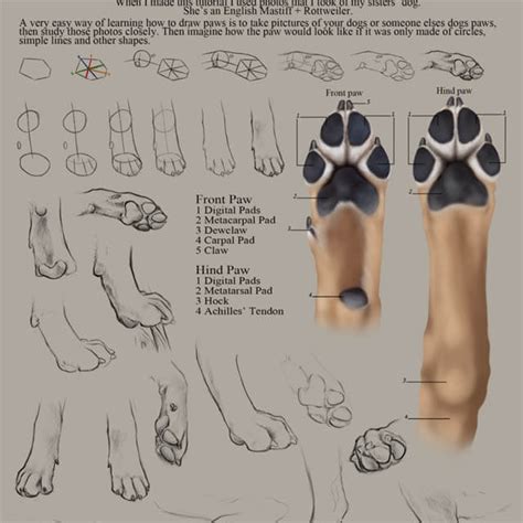 Dogs Paws 30 Amazing Facts √ Anatomy Shape Size And Structure Claws
