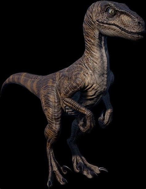 Pin By Margo On Anatomie Jurassic World Dinosaurs Raptor Dinosaur