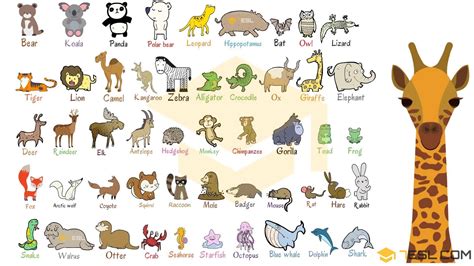 Wild Animals Word List