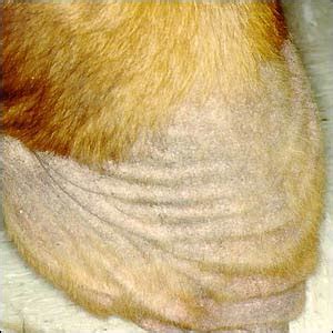 Questions On Dogs and Cats: December 2008
