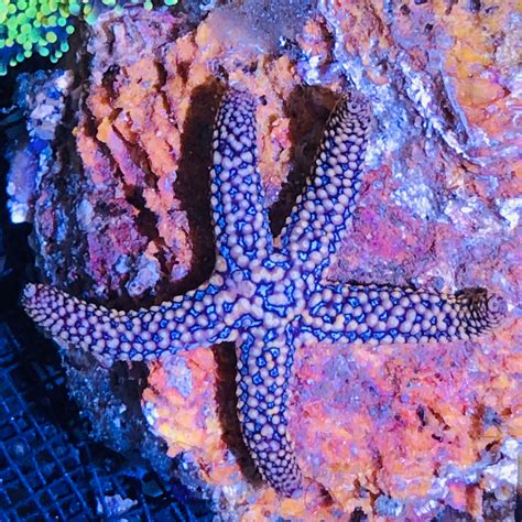 Purple Blue Conical Starfish Reef Safe Alyssas Seahorse Savvy