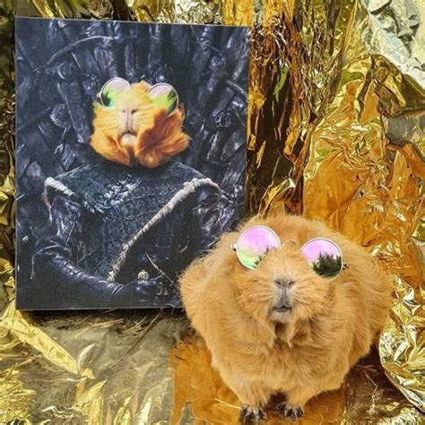 Crown & Paw Will Turn Your Pet Into Royalty - Barnorama