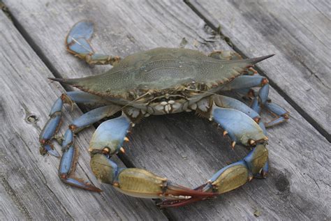 The Sacred Maryland Blue Crab Penn State Presidential Leadership