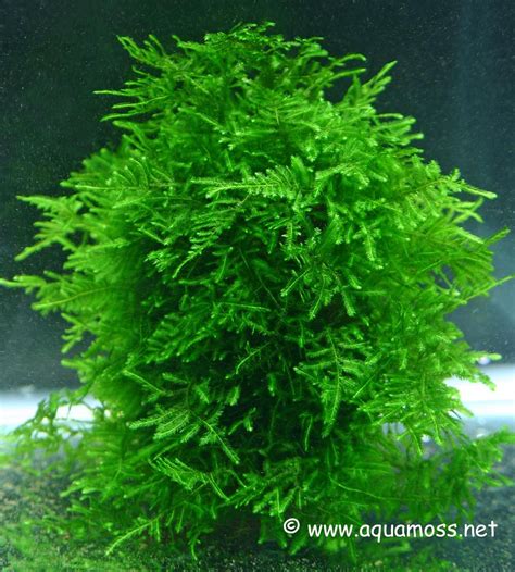 We did not find results for: Moss | ... Moss. Info on Java Moss, Christmas Moss, Taiwan ...
