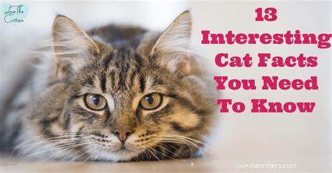 13 Interesting Cat Facts You Need To Know Love The Critters