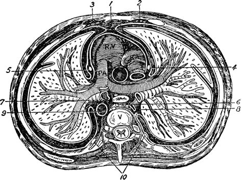 From longman dictionary of contemporary englishrelated topics: Transverse Section of the Thorax | ClipArt ETC