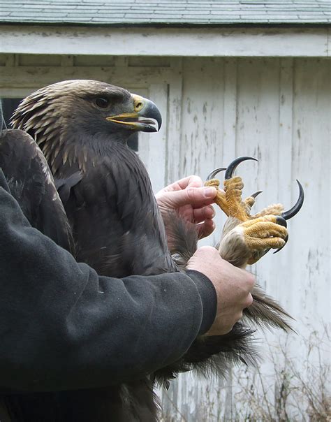 7 feet long, weigh around 10 to 15 lbs, and have a length of 26 to 40 inches from beak to tail. The 10 Biggest Eagle in the World.. | Message Board