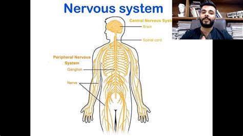 Upper Limb Anatomy Introduction Part Youtube