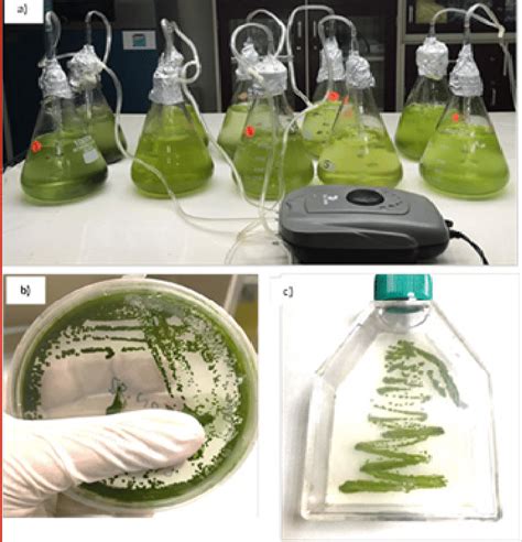 Isolation And Purification Of Algae A Algae Stock Cultures B