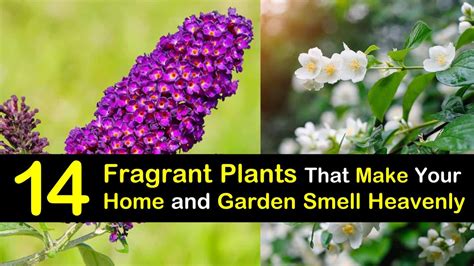 Best Smelling Flowers To Plant Best Fragrant Flowers To Grow In Your
