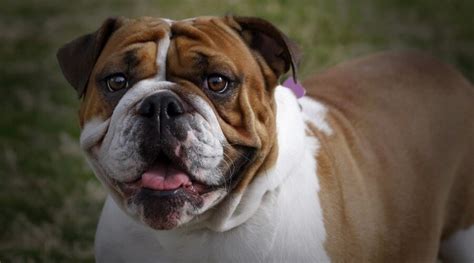 Pinched nostrils don't allow him to. English Bulldog Breed Info: Personality Traits ...