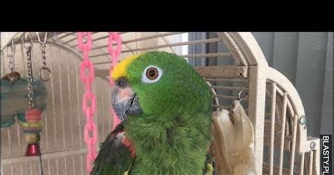 Smieszne wpadki z papugami memy gify i śmieszne obrazki facebook