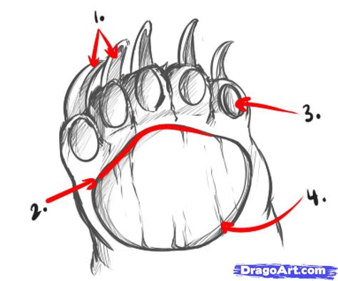Bear Claw Drawing At Getdrawings Free Download