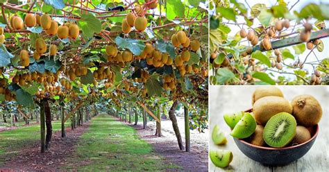 Although many fruit trees and berries will do just fine in partial shade, there are some varieties that are much better adapted than others. Do Kiwis Grow on Trees | Where are Kiwis Grown | Balcony ...