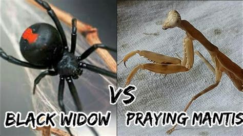 Redback Spider Vs Praying Mantis Youtube