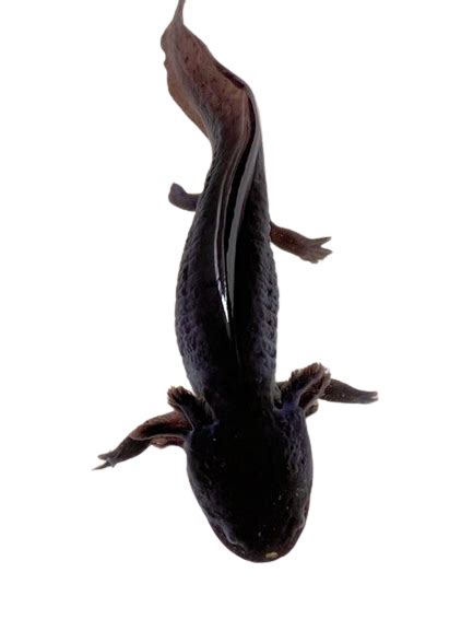 Black Melanoid Axolotl Adult Axolotls Australia
