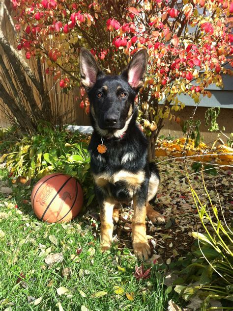Check spelling or type a new query. German Shepherd Pup - 4 months 40 lbs !! | German shepherd ...