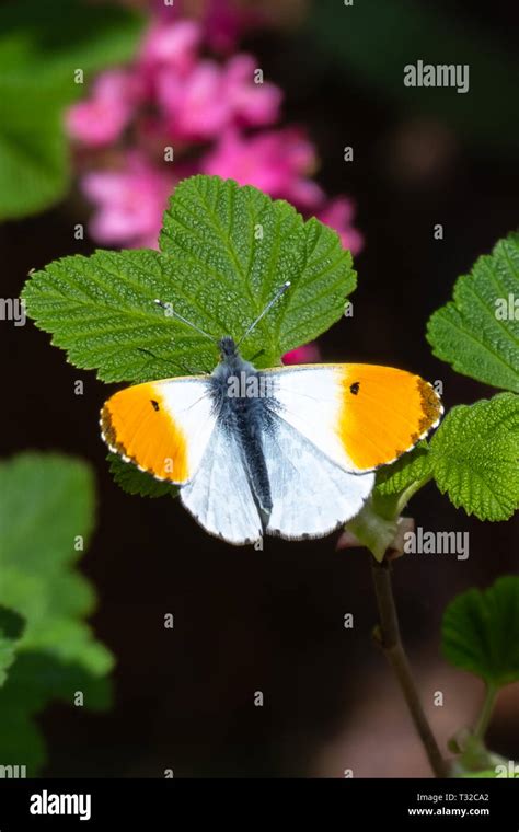 Orange Tip Butterfly Male Anthocharis Cardamines Stock Photo Alamy