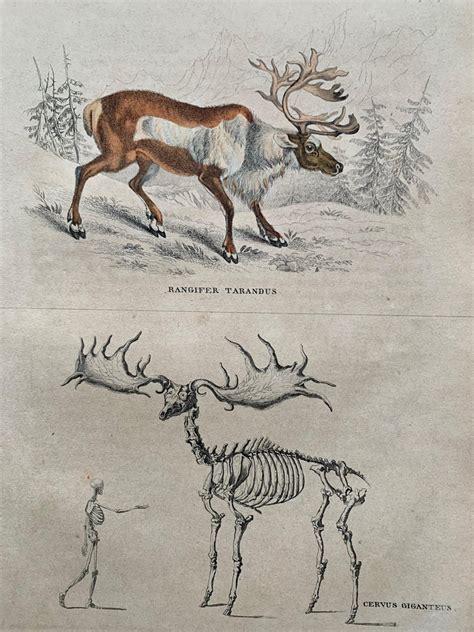 Sir William Jardine 7th Baronet After Antique Prints Of Rare Deers
