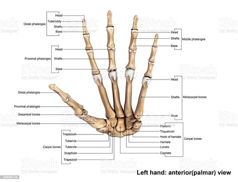 Left Hand Anterior View Stock Photo Download Image Now Istock