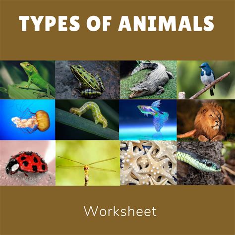 Types Of Animals Worksheet Wisdomnest