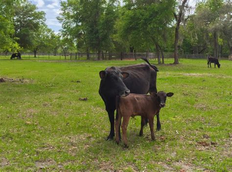 Our Florida Cracker Cattle Two Son Farm