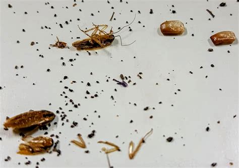 A Detailed Guide On Roach Droppings And What They Look Like Pest Aid