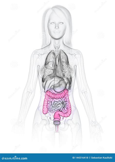 Foto Do Intestino Feminino