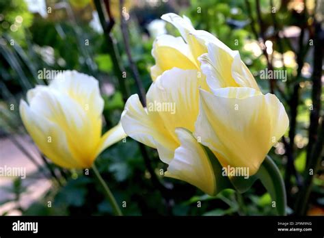 Fosteriana Tulip Sweetheart Hi Res Stock Photography And Images Alamy