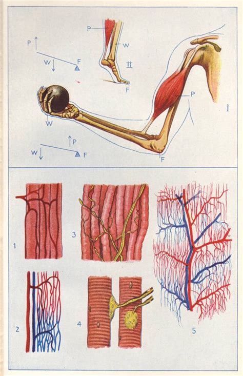 1907 Muscular System Print Human Anatomy Physiology Etsy In 2021